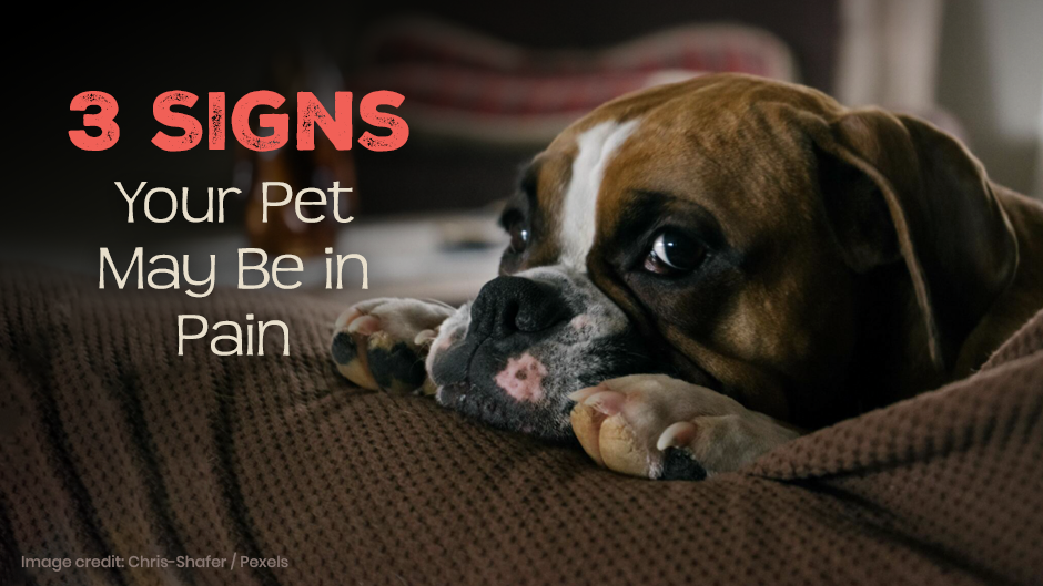 3 Signs of Animal Pain