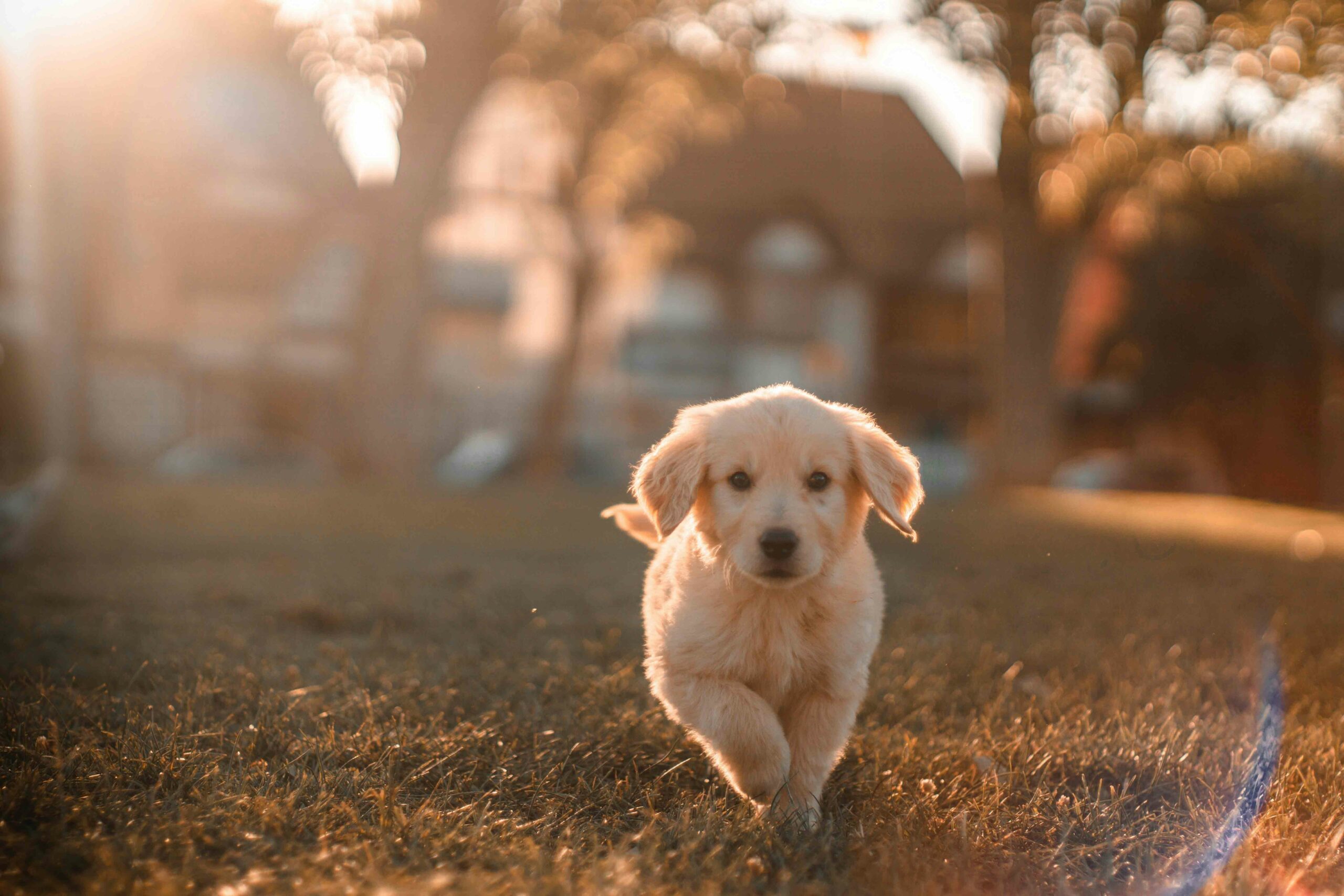 Pet-Safety-Tips—Photo The Dog Days of Summer: Pet Safety Tips